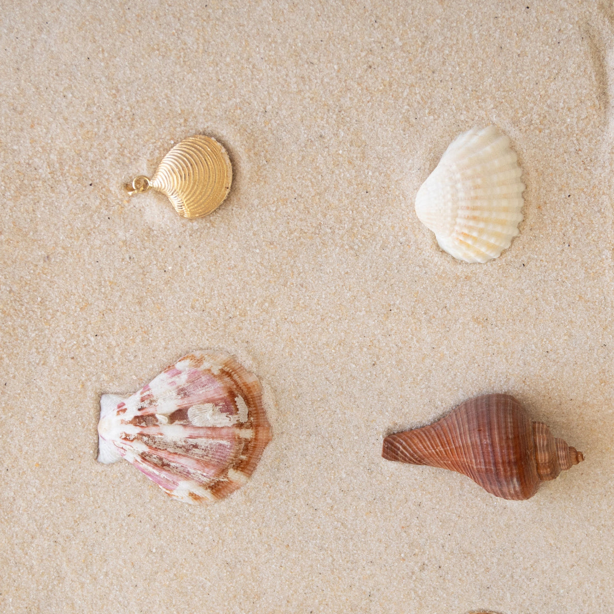 A Golden Coast Shell with three different shells against a sand background. 