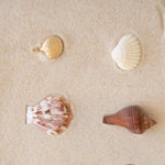 A Golden Coast Shell with three different shells against a sand background. 