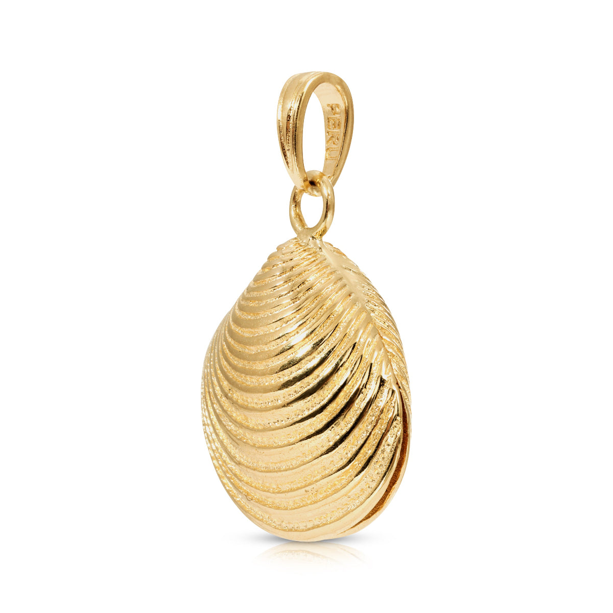 A Golden Coast Shell on a white background. 