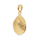 A Golden Coast Shell on a white background. 