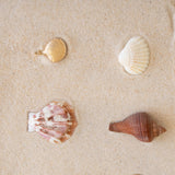 Golden Coast Shell