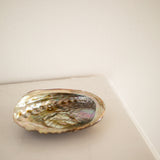 Iridescent Abalone Dish