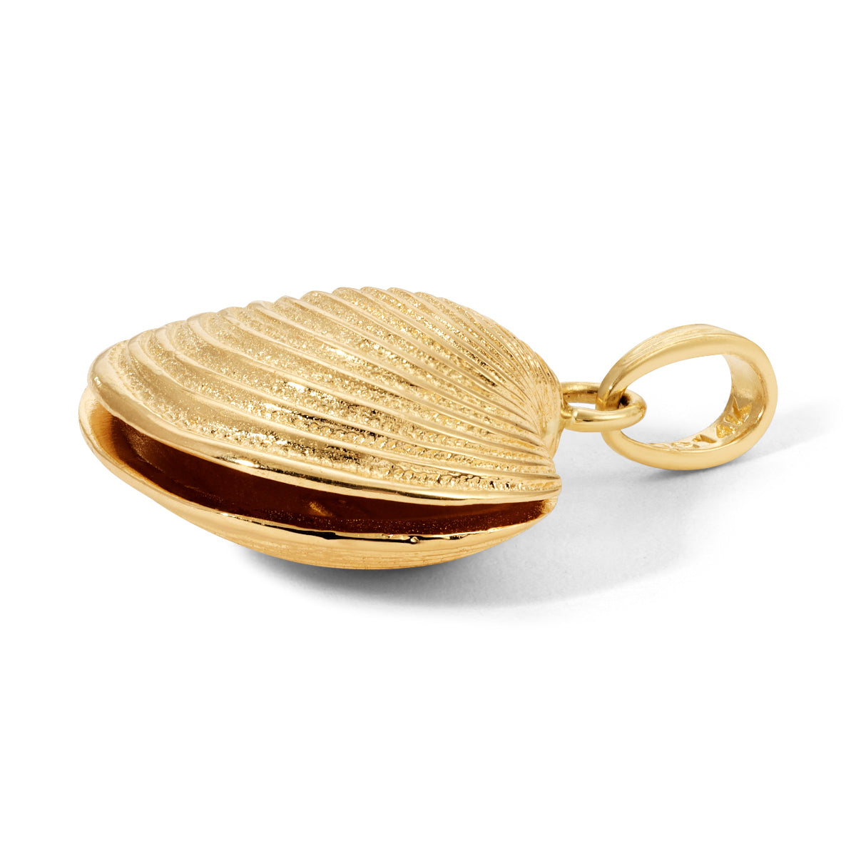 A Golden Coast Shell on a white background. 