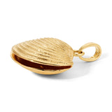 A Golden Coast Shell on a white background. 